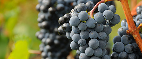 Tour dell’Eccellenza dei vini toscani | Degustazione di vini in Toscana
